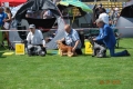 23.07.2016 Międzynarodowa Wystawa w Częstochowie - CWC (CAC), CACIB, Best Dog